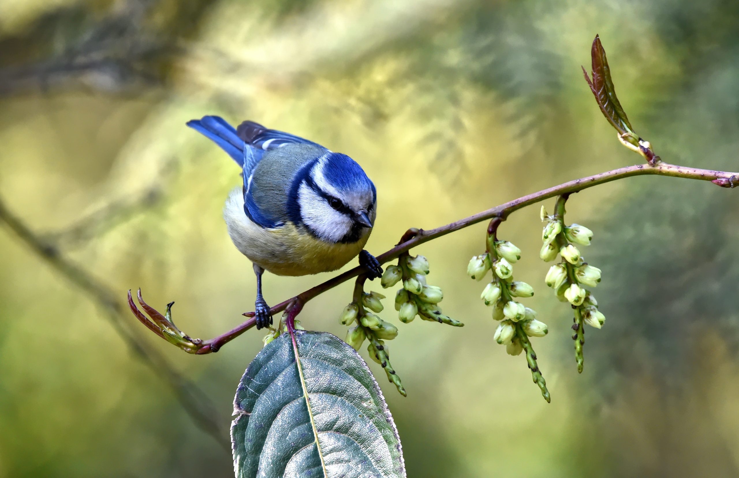 birds-east-meon-nature-group