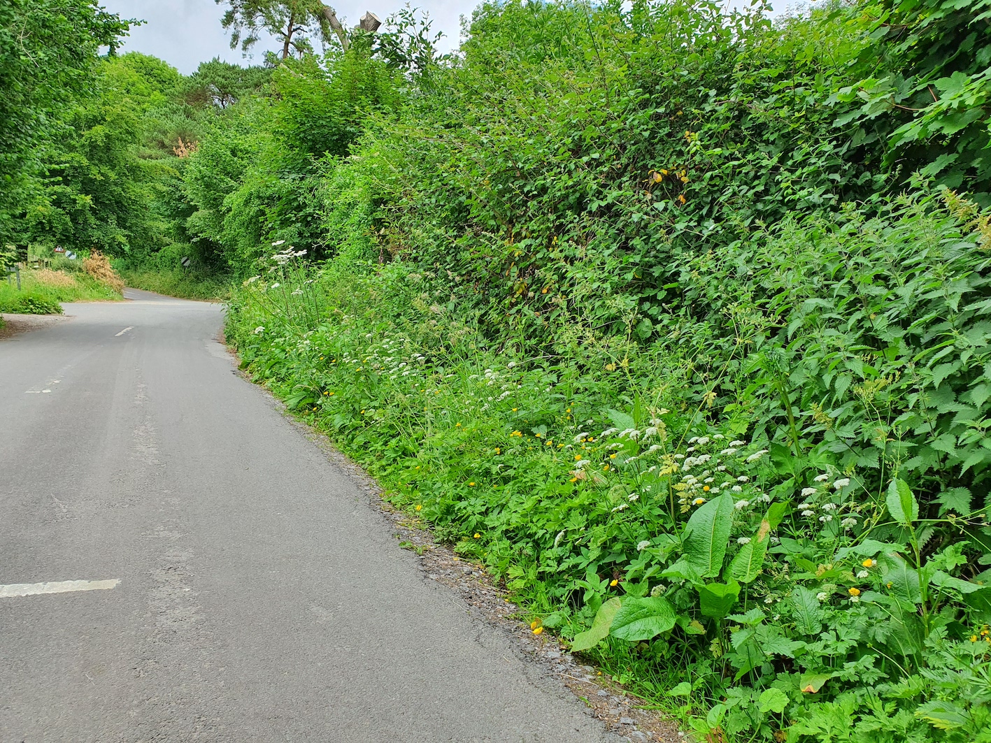 Road Verges East Meon Nature Group